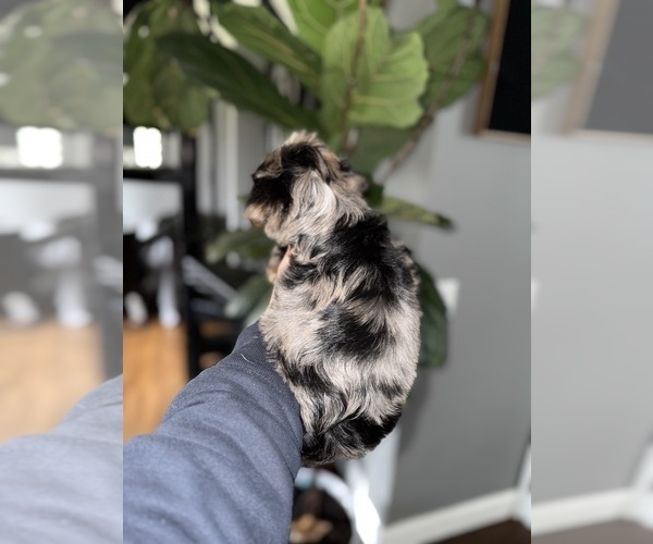 Medium Photo #4 Yorkshire Terrier Puppy For Sale in JOHNSTON, RI, USA