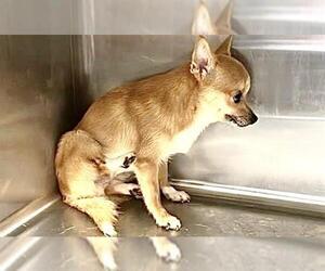 Chihuahua-Unknown Mix Dogs for adoption in Houston, TX, USA
