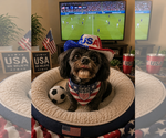 Small Shih-Poo