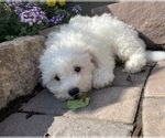 Small Photo #1 Bichpoo Puppy For Sale in CANOGA, NY, USA
