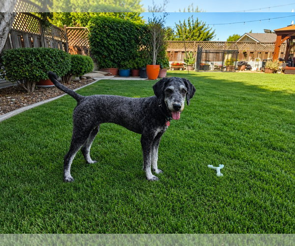 Medium Photo #2 Bernedoodle Puppy For Sale in Clovis, CA, USA