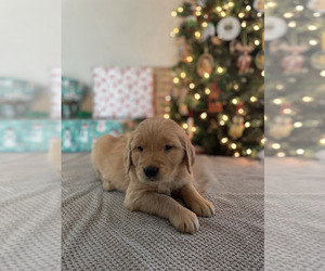 Medium Golden Retriever