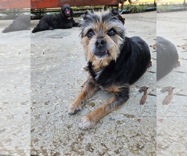 Medium Photo #10 Mutt Puppy For Sale in Arlington, VA, USA