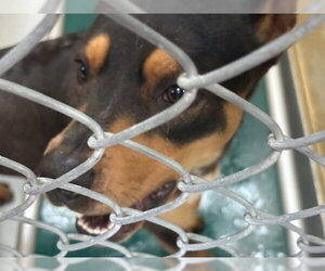 Mutt Dogs for adoption in Tulsa, OK, USA