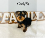 Small Photo #10 Yorkshire Terrier Puppy For Sale in MURFREESBORO, TN, USA