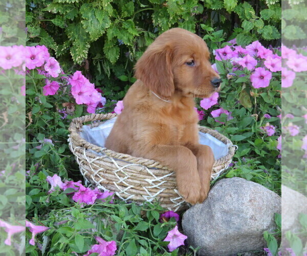 Medium Photo #54 Golden Retriever Puppy For Sale in THORP, WI, USA