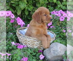 Small Photo #54 Golden Retriever Puppy For Sale in THORP, WI, USA