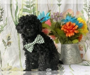 Poodle (Toy) Puppy for sale in LANCASTER, PA, USA