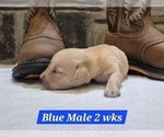 Small #17 Labrador Retriever