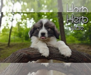 Great Pyrenees Puppy for Sale in HILLSVILLE, Virginia USA