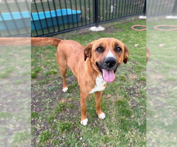 Medium Photo #2 Mutt Puppy For Sale in Riverside, CA, USA