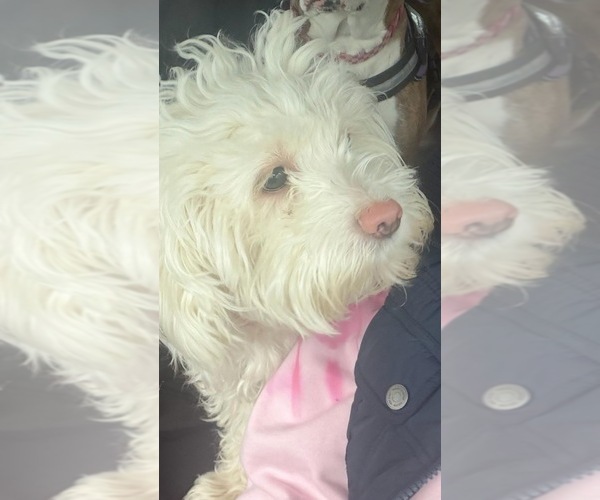 Medium Photo #1 Maltipoo (Miniature) Puppy For Sale in STOUGHTON, MA, USA