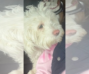 Maltipoo (Miniature) Puppy for sale in STOUGHTON, MA, USA