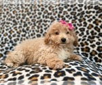 Small Photo #17 Bichpoo Puppy For Sale in LAKELAND, FL, USA