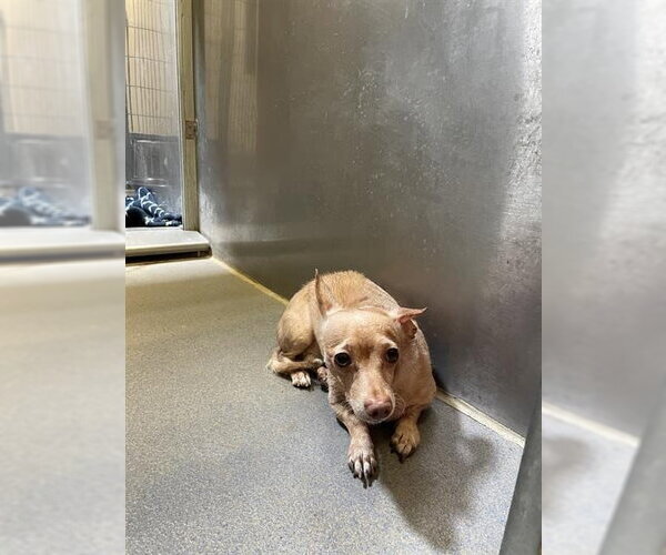 Medium Photo #1 Chihuahua Puppy For Sale in Modesto, CA, USA