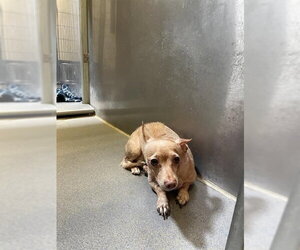 Chihuahua Dogs for adoption in Modesto, CA, USA