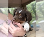 Small #3 Miniature Australian Shepherd