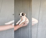 Puppy Puppy 3 American Bulldog