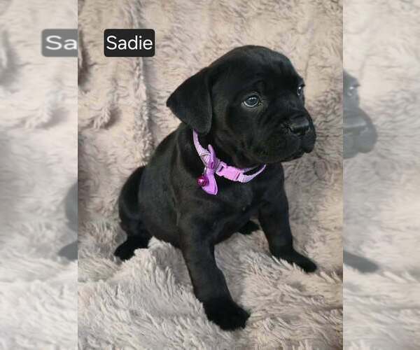 Medium Photo #3 Cane Corso Puppy For Sale in MINERAL WELLS, WV, USA