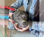 Small #21 Boxer Mix