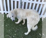 Small Photo #1 German Shepherd Dog-Great Pyrenees Mix Puppy For Sale in Modesto, CA, USA