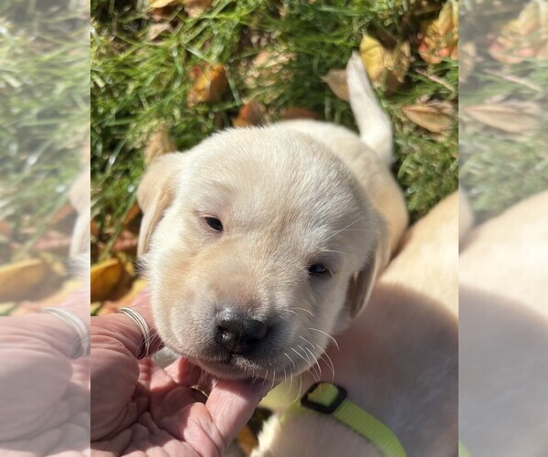 Medium Photo #15 Labrador Retriever Puppy For Sale in TWIN FALLS, ID, USA