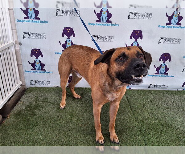 Medium Photo #1 German Shepherd Dog-Unknown Mix Puppy For Sale in Orlando, FL, USA