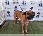 Small German Shepherd Dog Mix