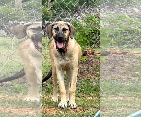 Medium Photo #9 Anatolian Shepherd-Rhodesian Ridgeback Mix Puppy For Sale in Higley, AZ, USA