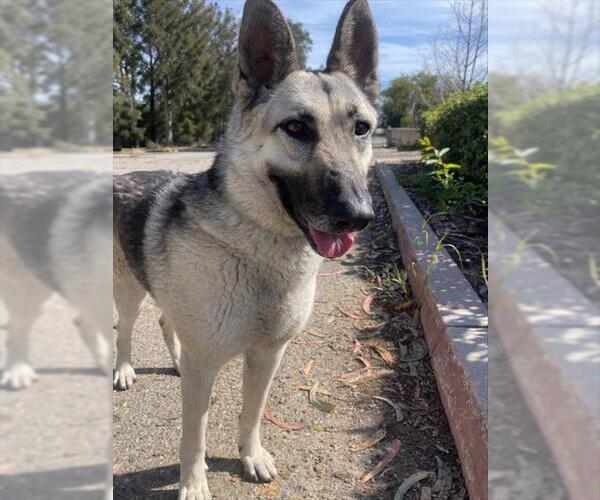 Medium Photo #1 German Shepherd Dog Puppy For Sale in Santa Maria, CA, USA
