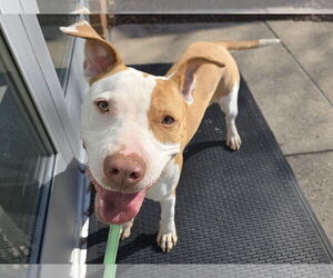 American Pit Bull Terrier-Unknown Mix Dogs for adoption in Millersville, MD, USA