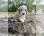 Puppy Brown Boy Miniature Bernedoodle