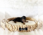 Small #4 Dachshund