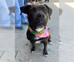 Small #4 Bullboxer Pit