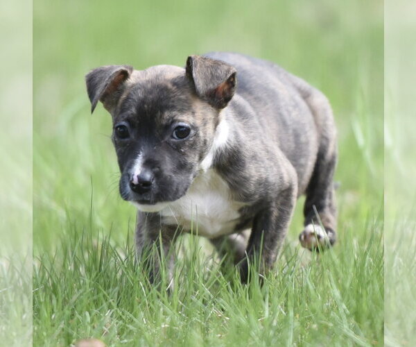 Medium Photo #3 Chihuahua-Unknown Mix Puppy For Sale in Mechanicsburg, PA, USA