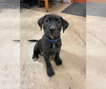 Small Labrador Retriever Mix
