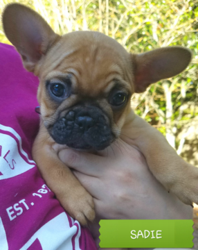 Medium Photo #1 French Bulldog Puppy For Sale in BUFORD, GA, USA