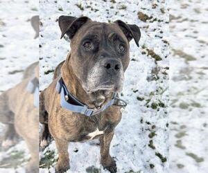 *ROSCOE - Male Mastiff Dog for Adoption - Photo #2
