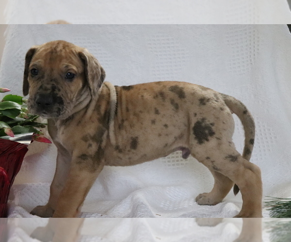 Medium Photo #1 Great Dane Puppy For Sale in SHILOH, OH, USA