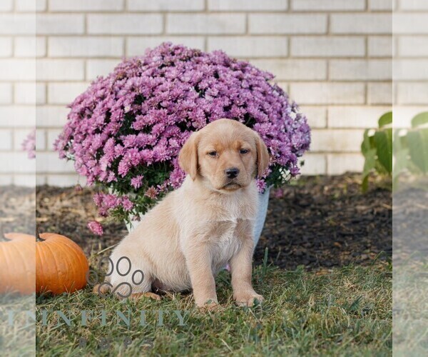 Medium Photo #1 Labrador Retriever Puppy For Sale in MORGANTOWN, PA, USA