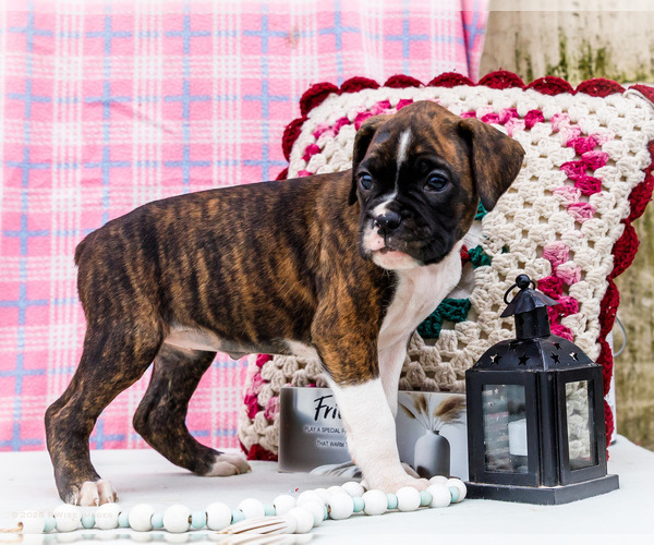 Medium Photo #2 Boxer Puppy For Sale in WAKARUSA, IN, USA