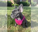 Small Photo #5 French Bulldog Puppy For Sale in PLANO, TX, USA