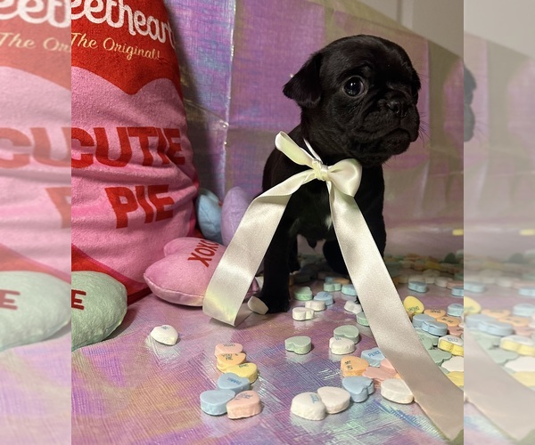 Medium Photo #2 Pug Puppy For Sale in MOUNT WASHINGTON, KY, USA
