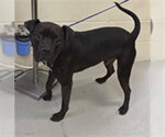 CRASH - Male Boxer-Bullmastiff Mix Dog for Adoption - Small photo