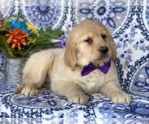 Golden Retriever Puppy for sale in LANCASTER, PA, USA