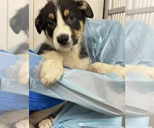 German Shepherd Dog Dogs for adoption in Stockton, CA, USA