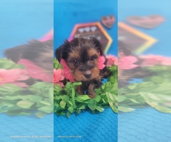 Medium Photo #24 Yorkshire Terrier Puppy For Sale in AKRON, OH, USA