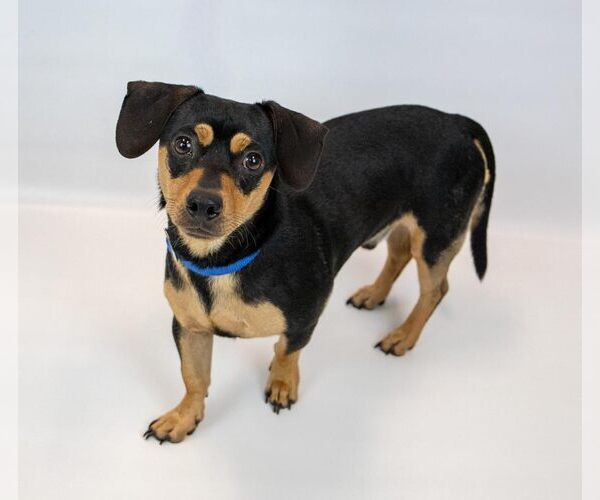 Medium Photo #3 Chiweenie Puppy For Sale in Kennesaw, GA, USA