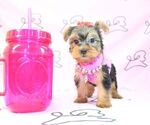 Small Photo #14 Yorkshire Terrier Puppy For Sale in LAS VEGAS, NV, USA