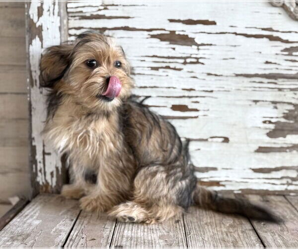 Medium Photo #4 Mutt Puppy For Sale in Boonton, NJ, USA